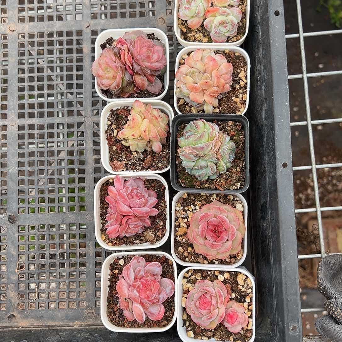 精品多肉十八包邮