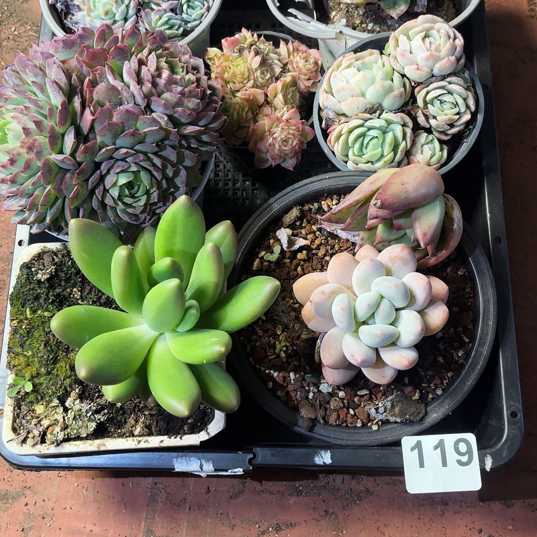 多肉植物宽拍119号