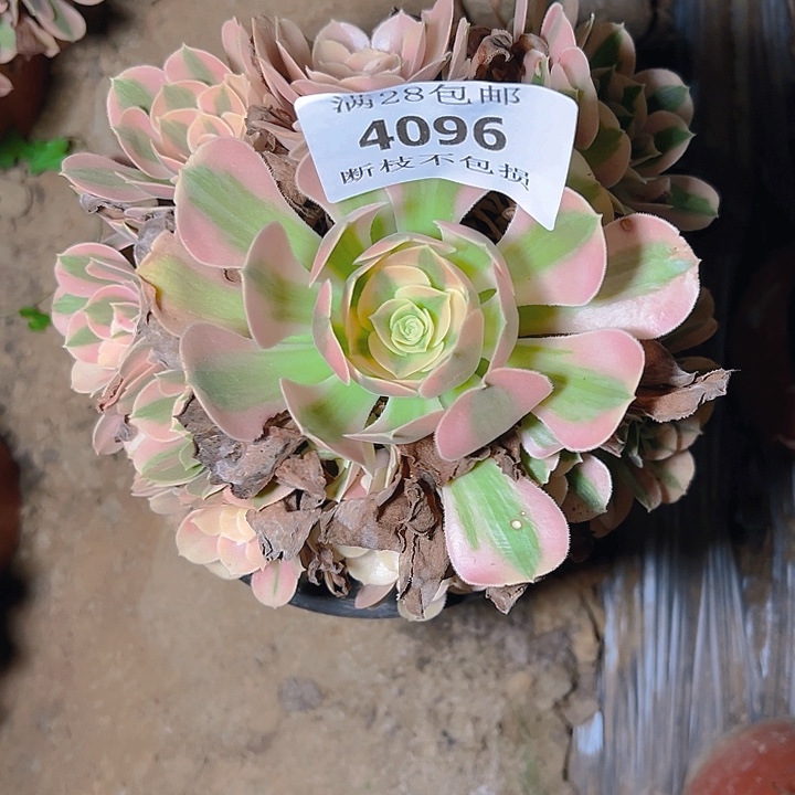 4096粉女巫多肉植物