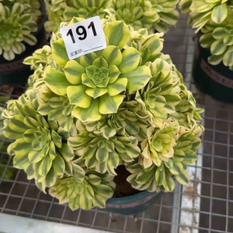 191金丝翡翠25厘米左右