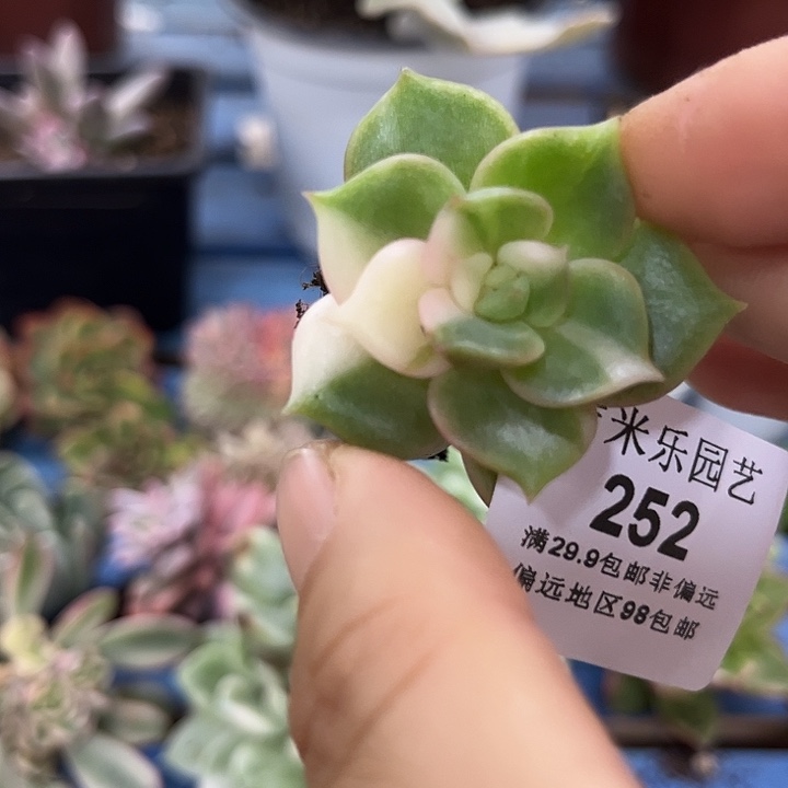 252贝加尔湖彩锦炸多肉