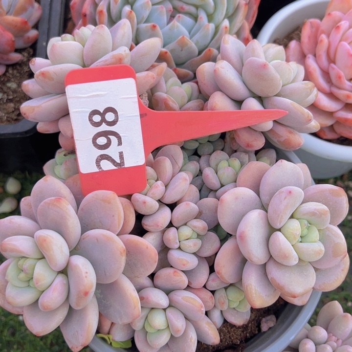 健健康康平平安安