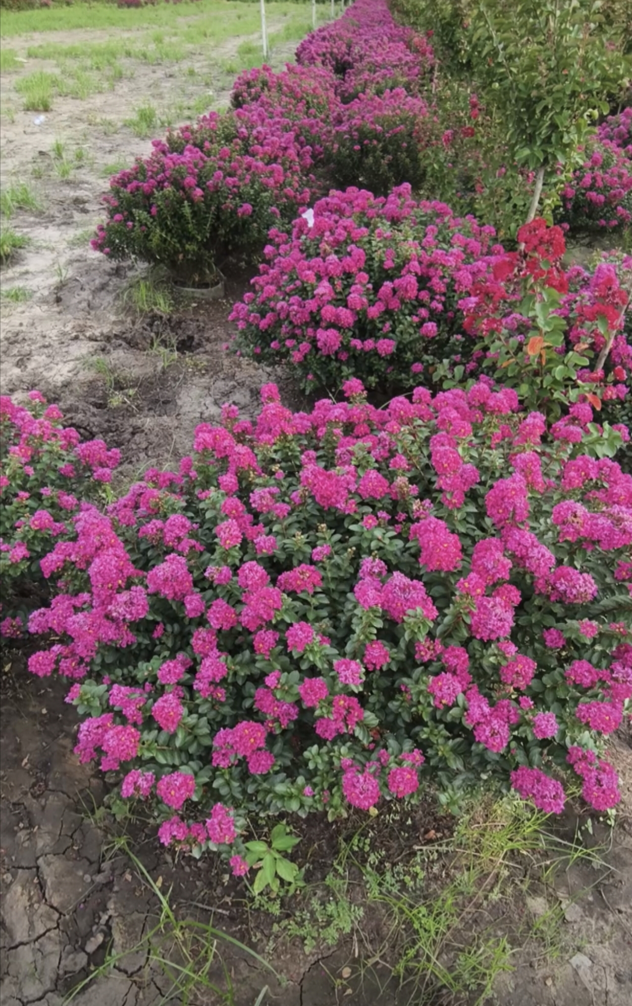 【一物一拍】紫薇花树苗天鹅绒绿植庭院盆景