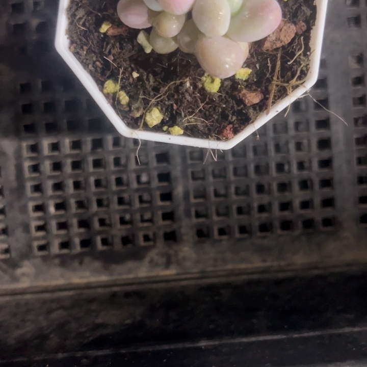密多丽精品多肉植物