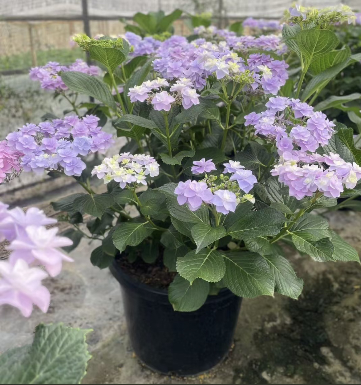 【繁花】5加仑头花，仙女绣球，地栽精品