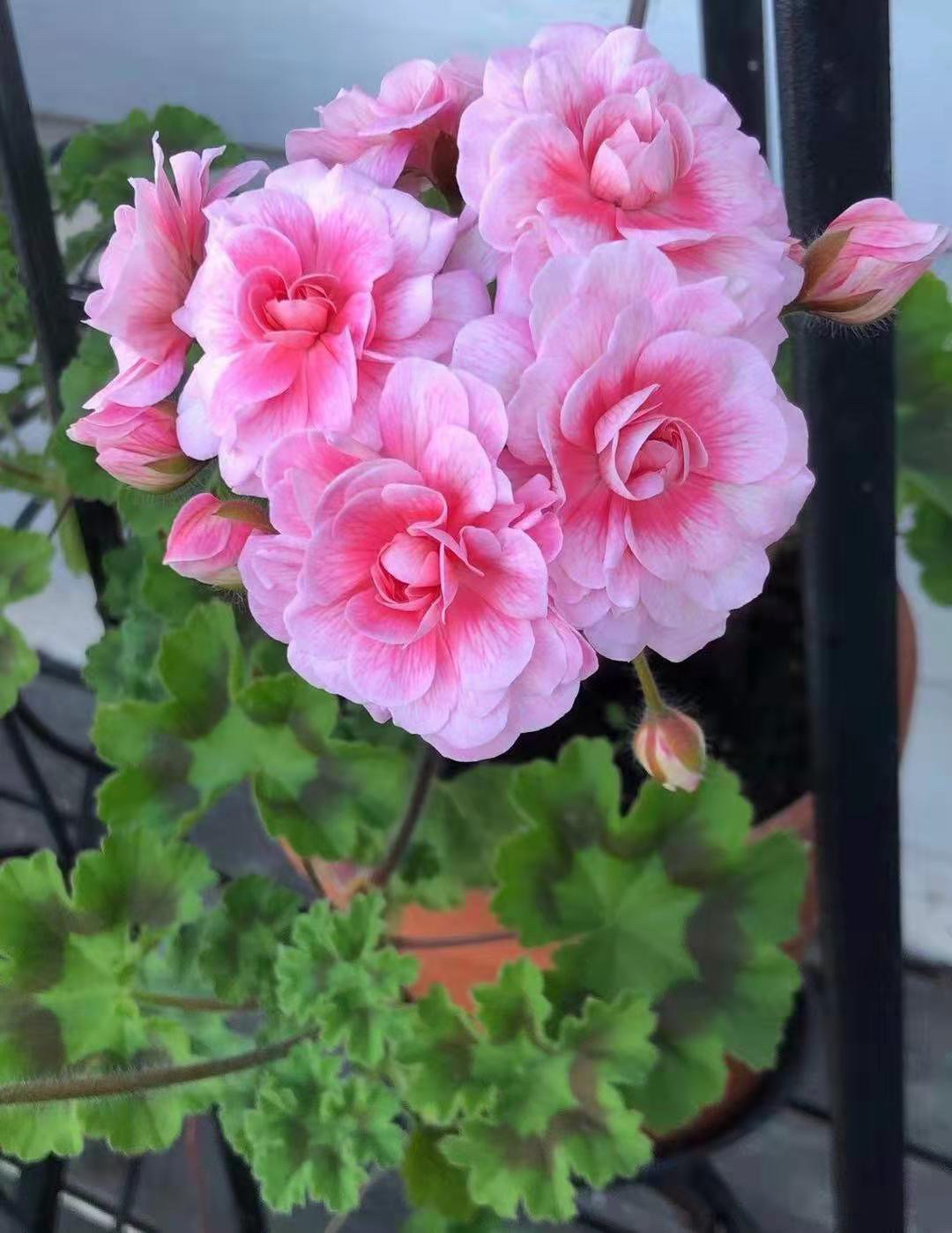 进口天竺葵卡拉玫瑰