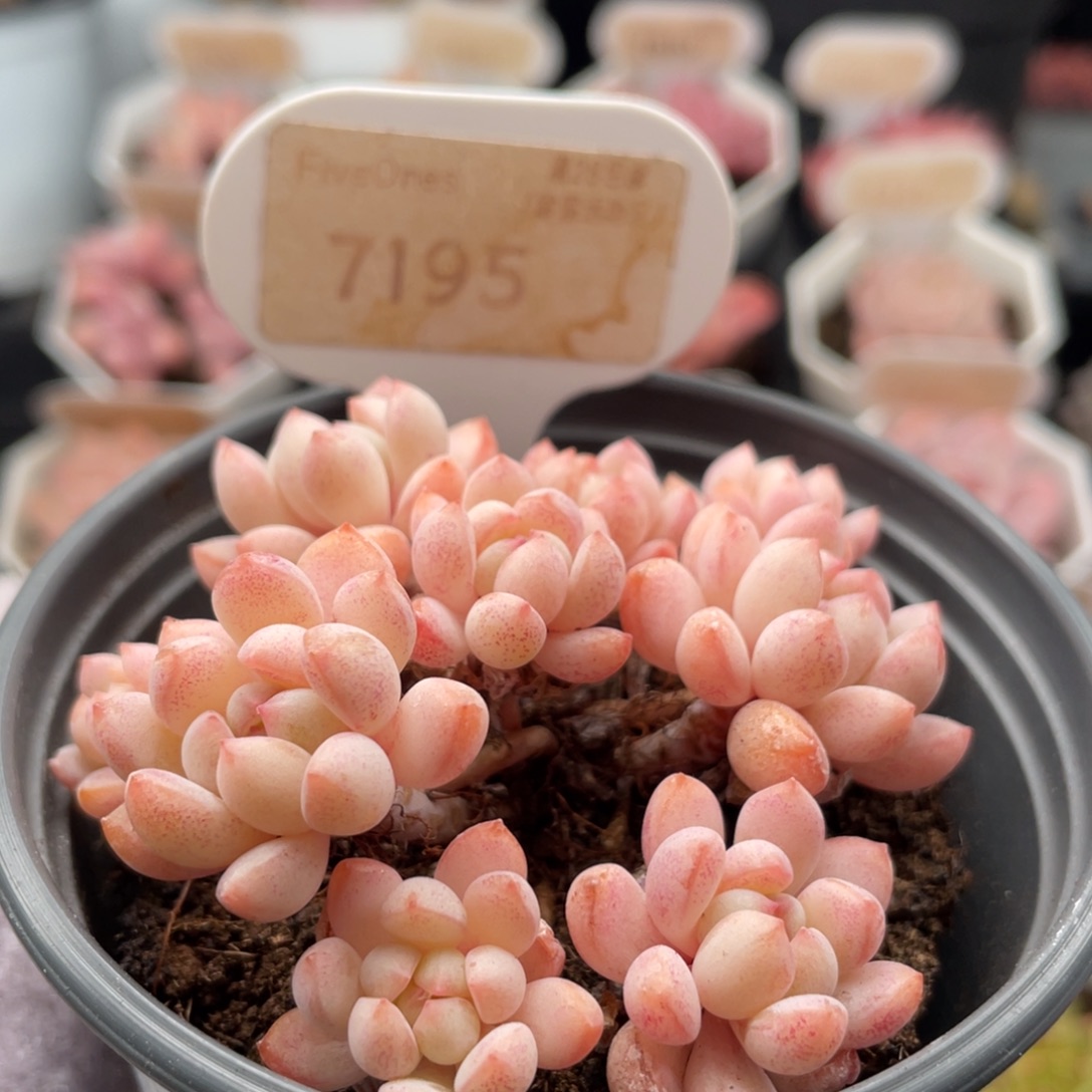 小红蛋7195-7.5厘米