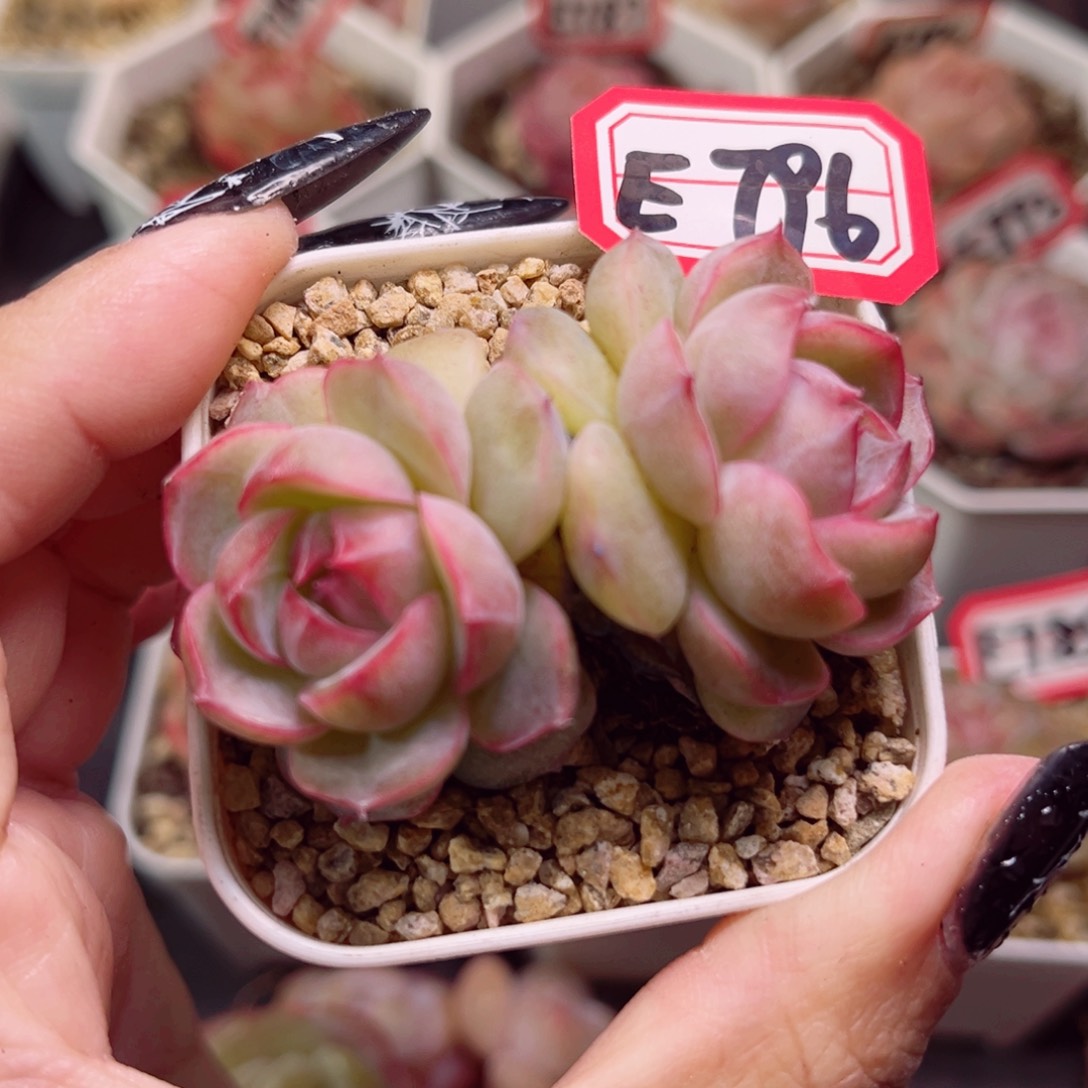 大*?E796一物一拍 冰唇