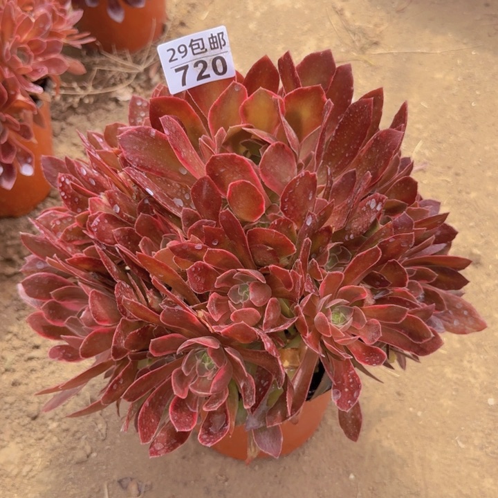 浣纱……多肉植物的