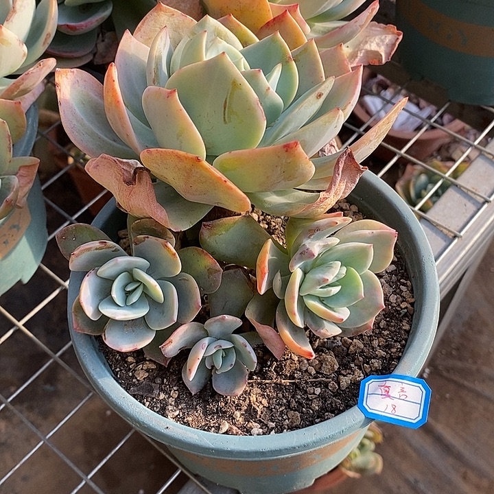 白凤血凤一物一拍