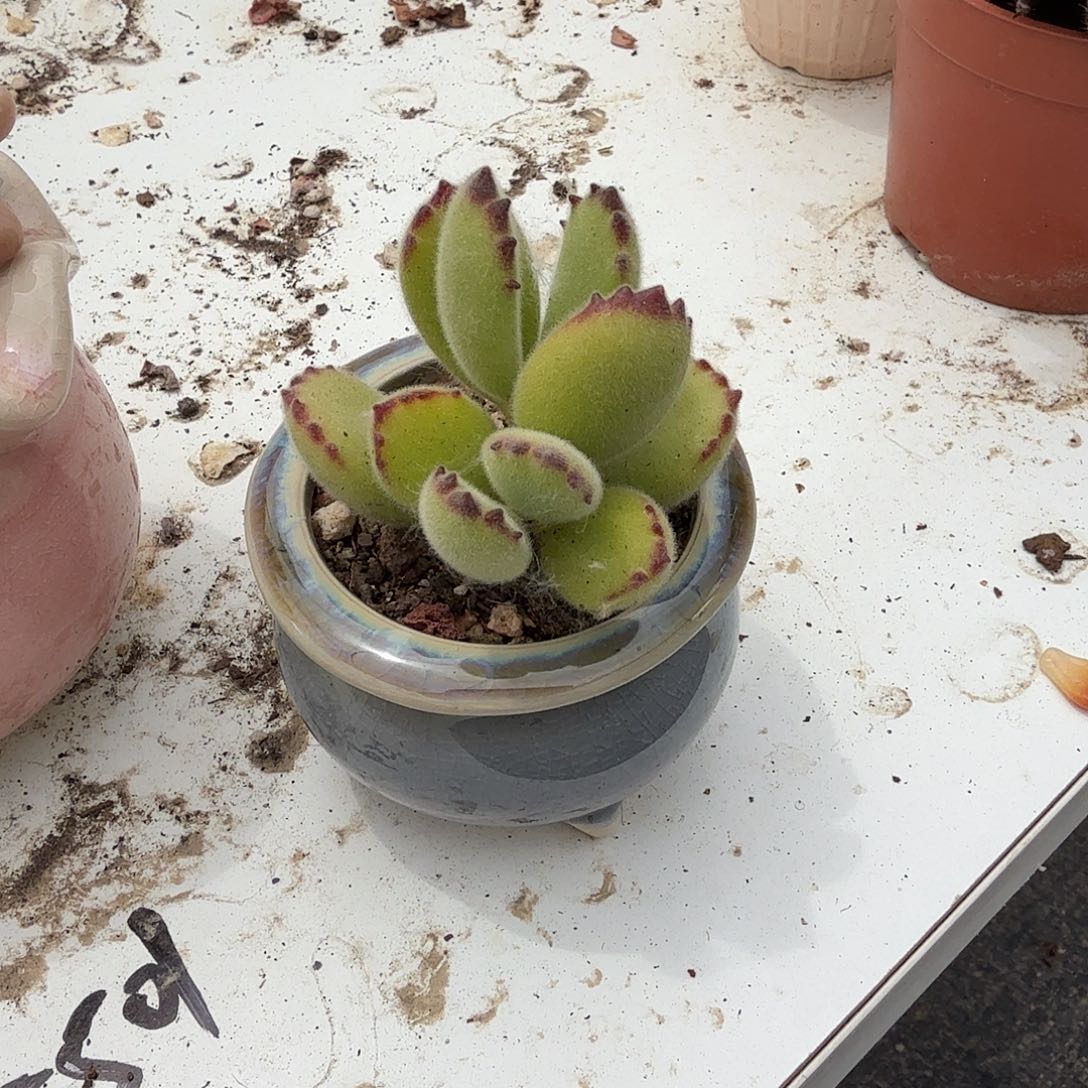 熊童子带盆绿色小号