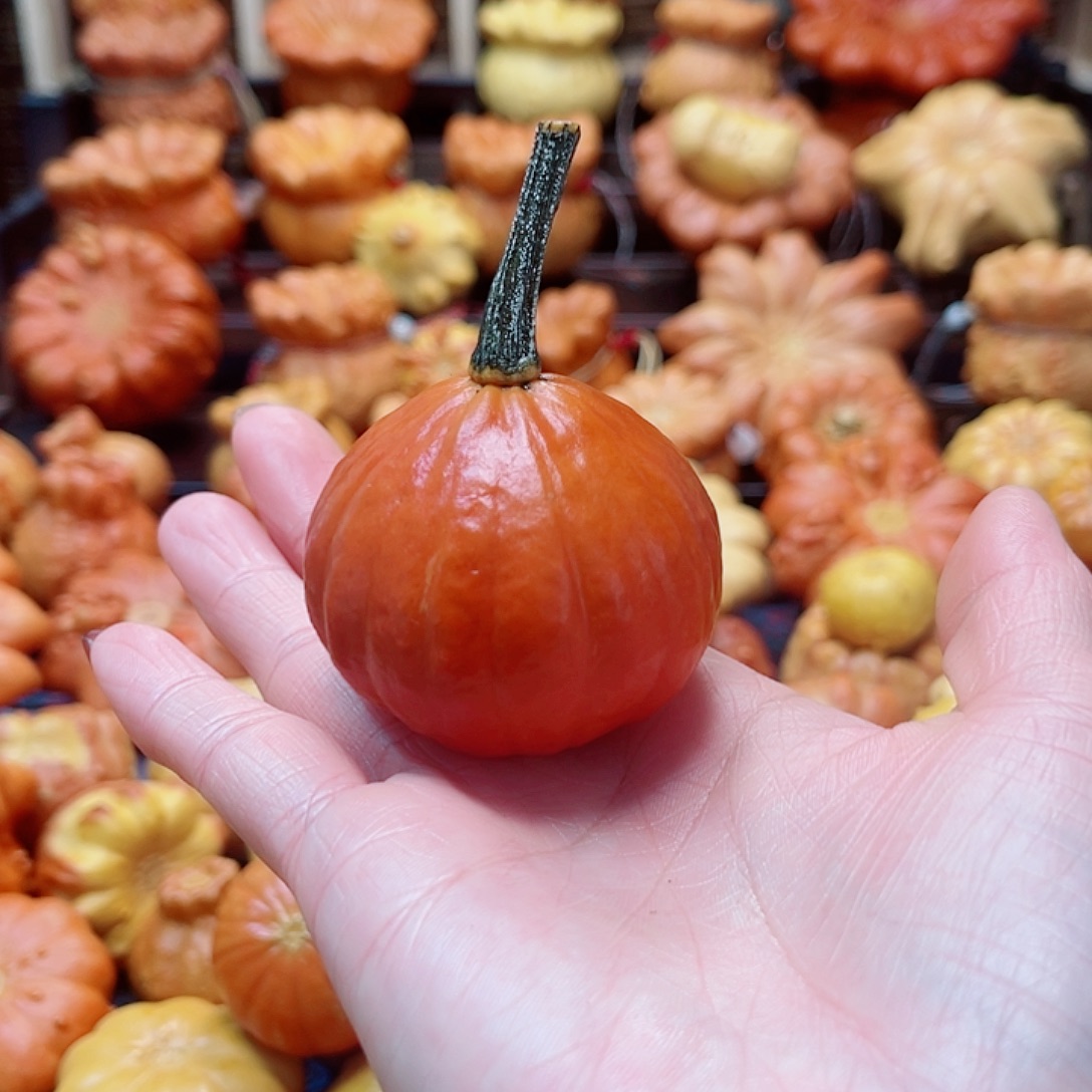 乐***阳大叶紫檀（黑酸枝木类）