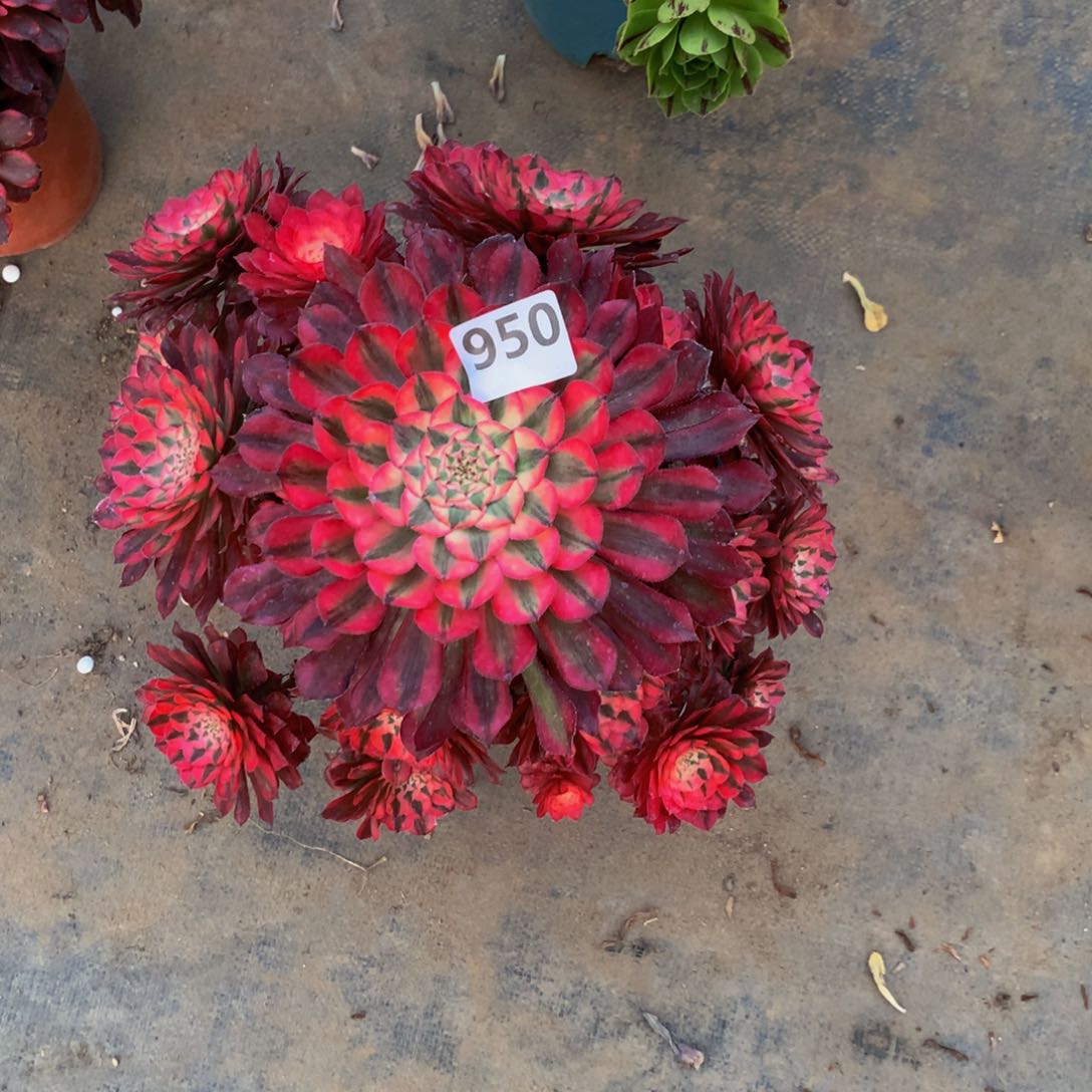 【闪购商品】蘇**馨红95000000000