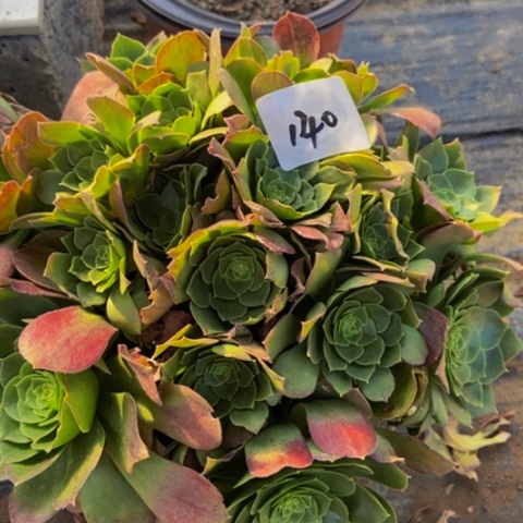 圣罗兰朵朵多肉140多肉