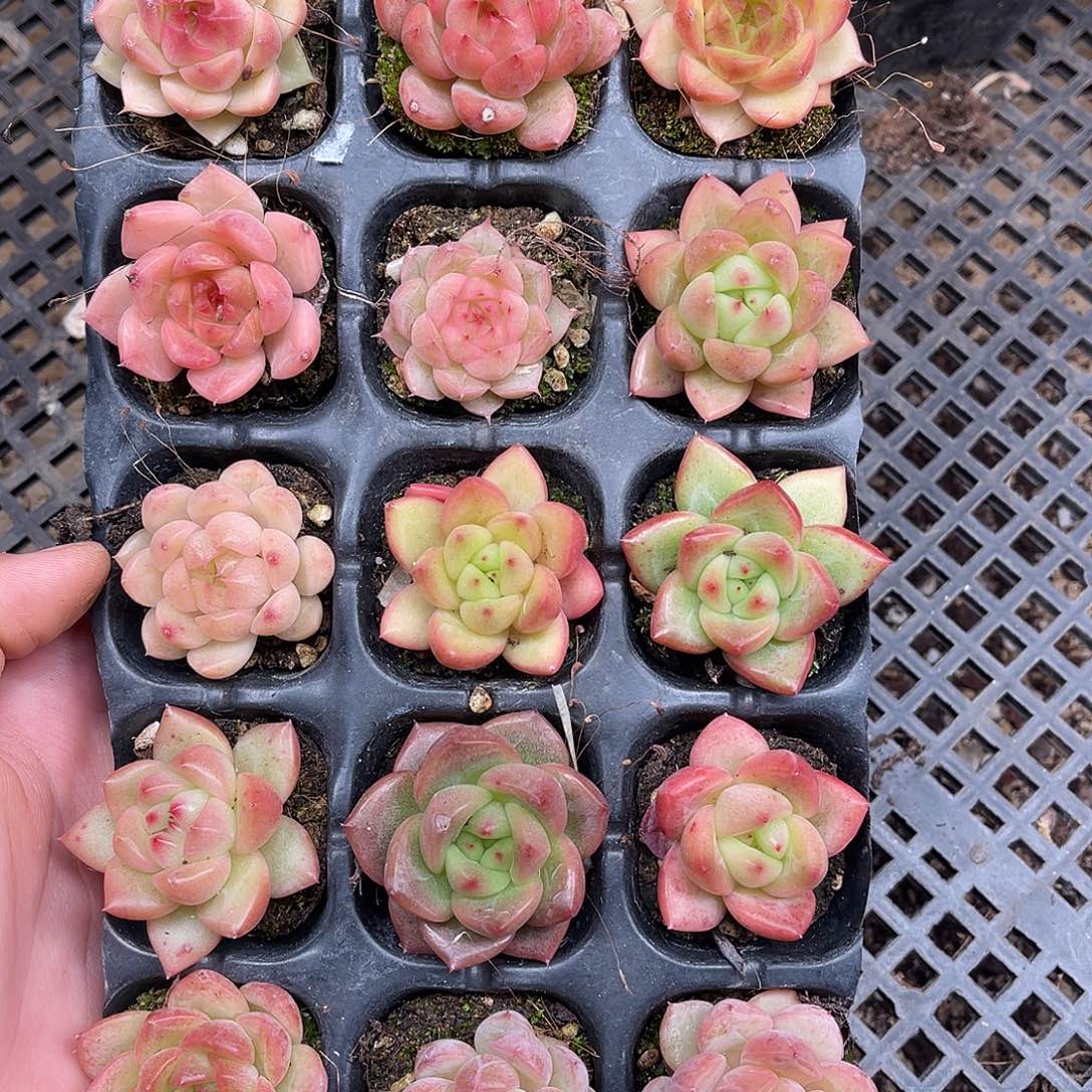 多肉一物一拍9-152