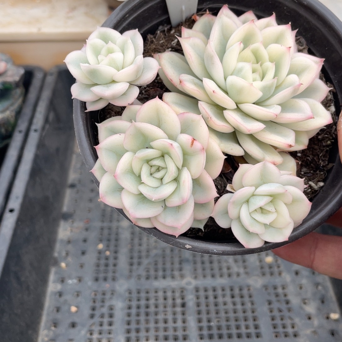 119月亮仙子锦不带盆11厘米