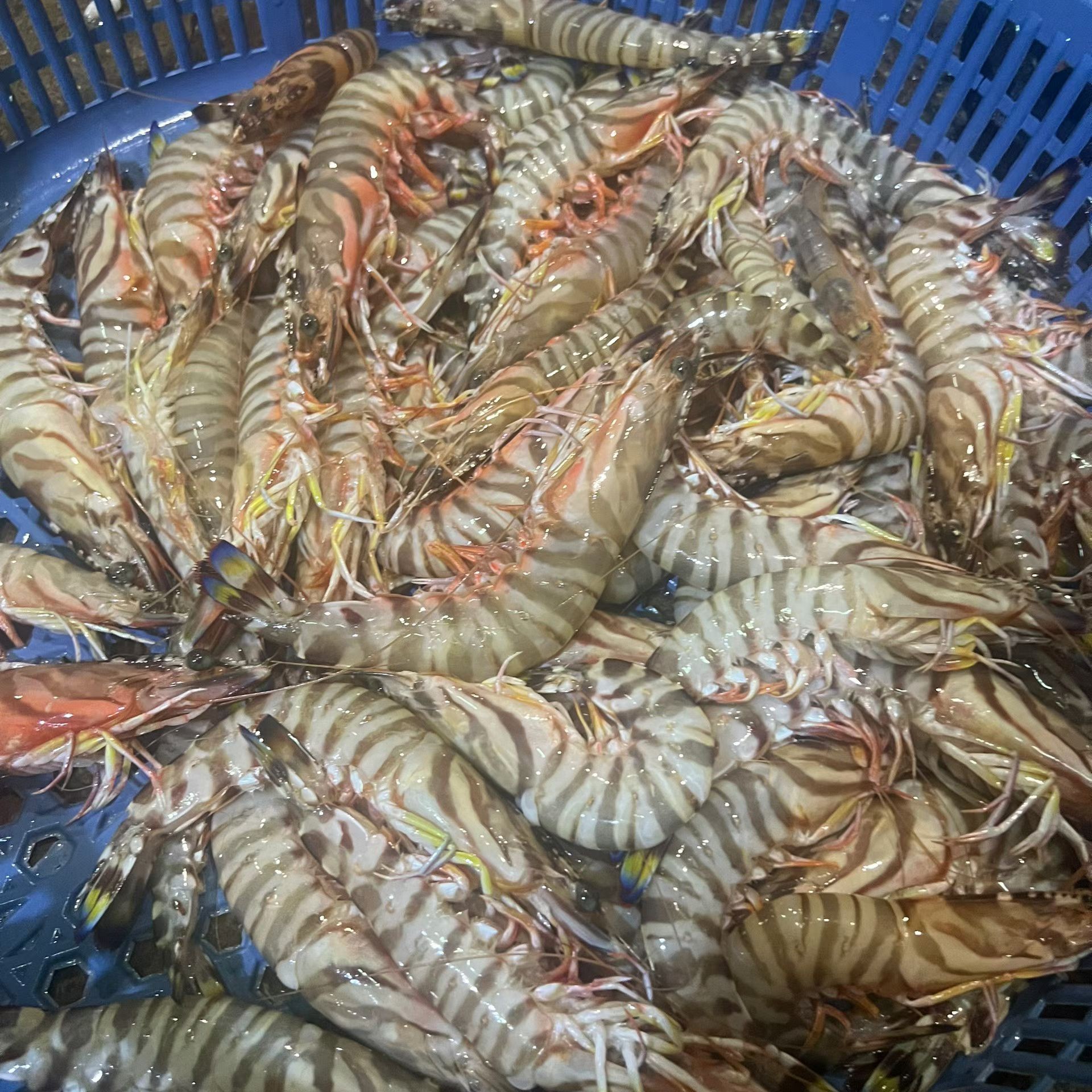 舟山野生竹节虾---规格一斤8-10头左右--3斤装