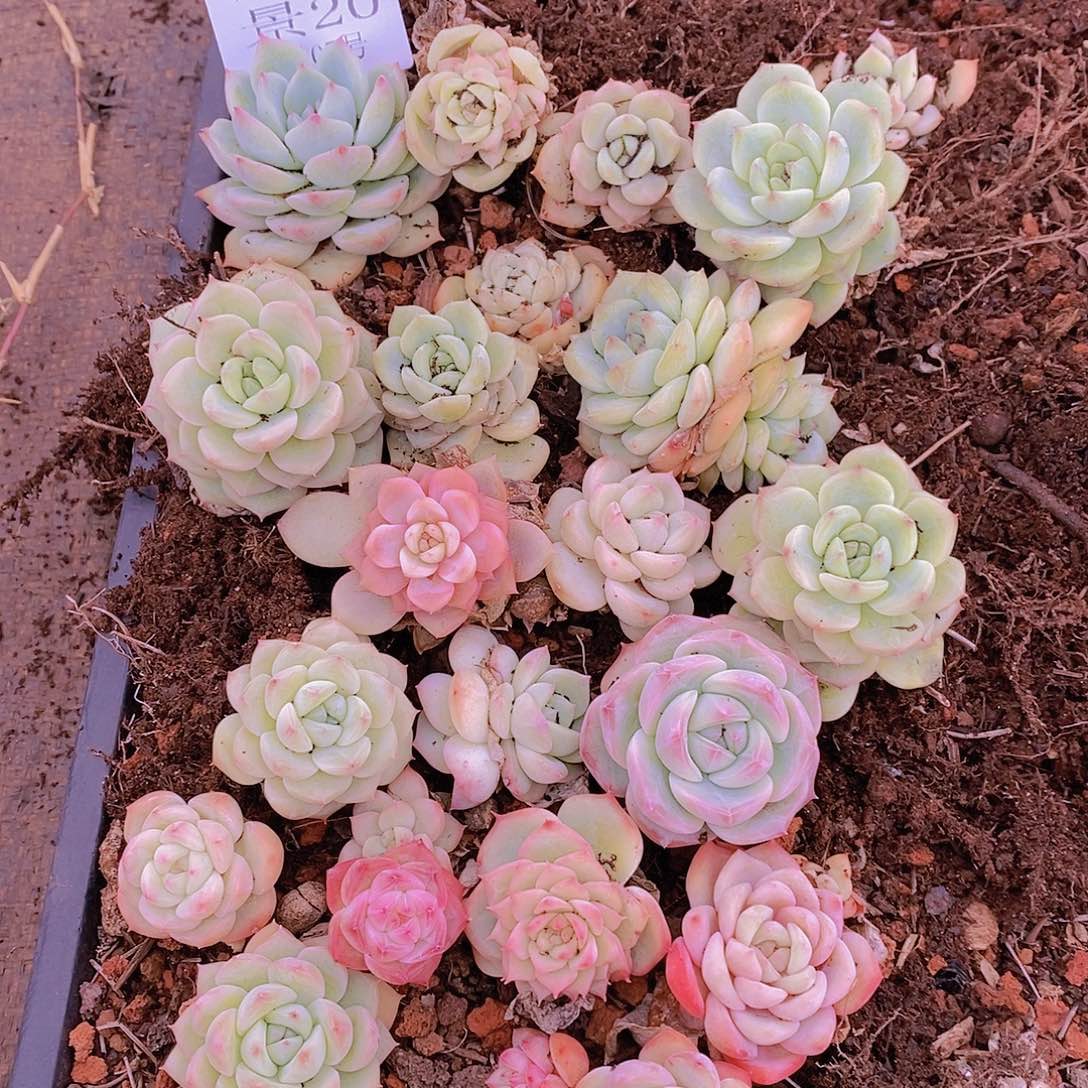 【闪购商品】云20号