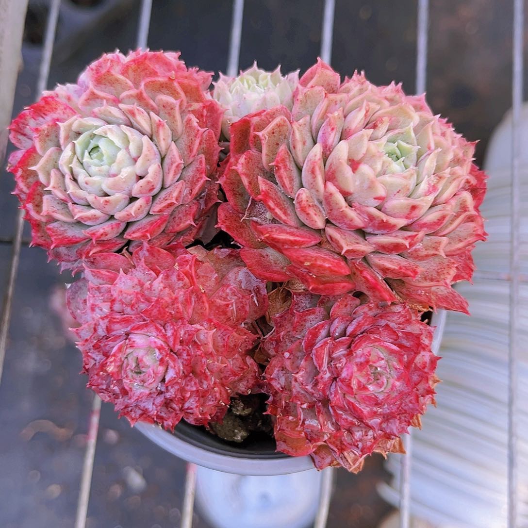 朱砂痣11.5公分999999999