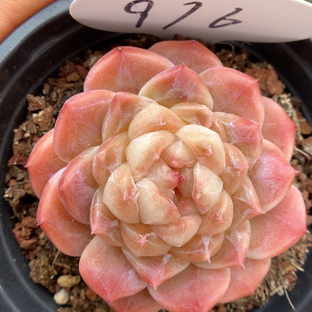 母本冰魄可拍916号。 