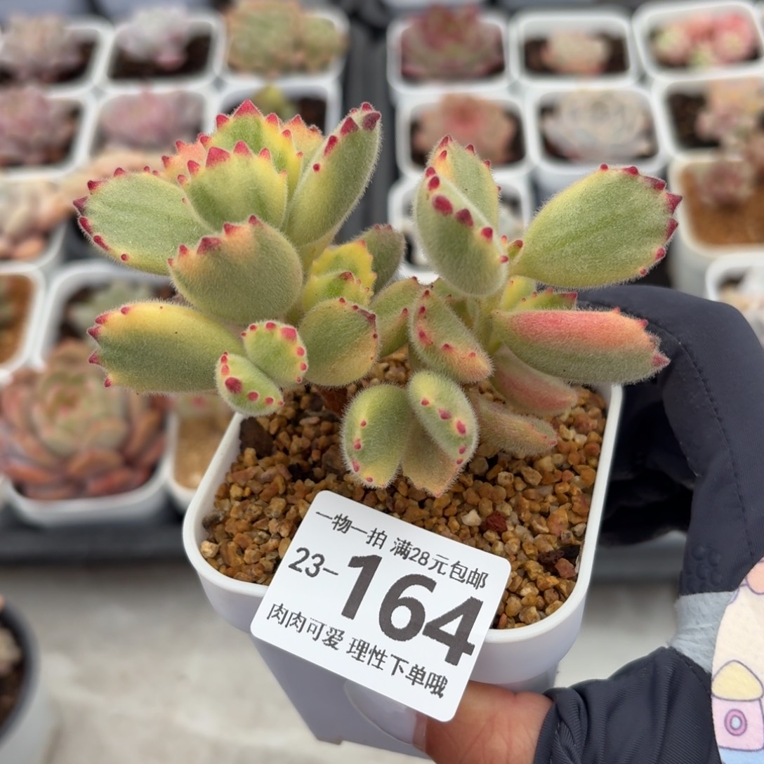 白熊无盆土发货无盆