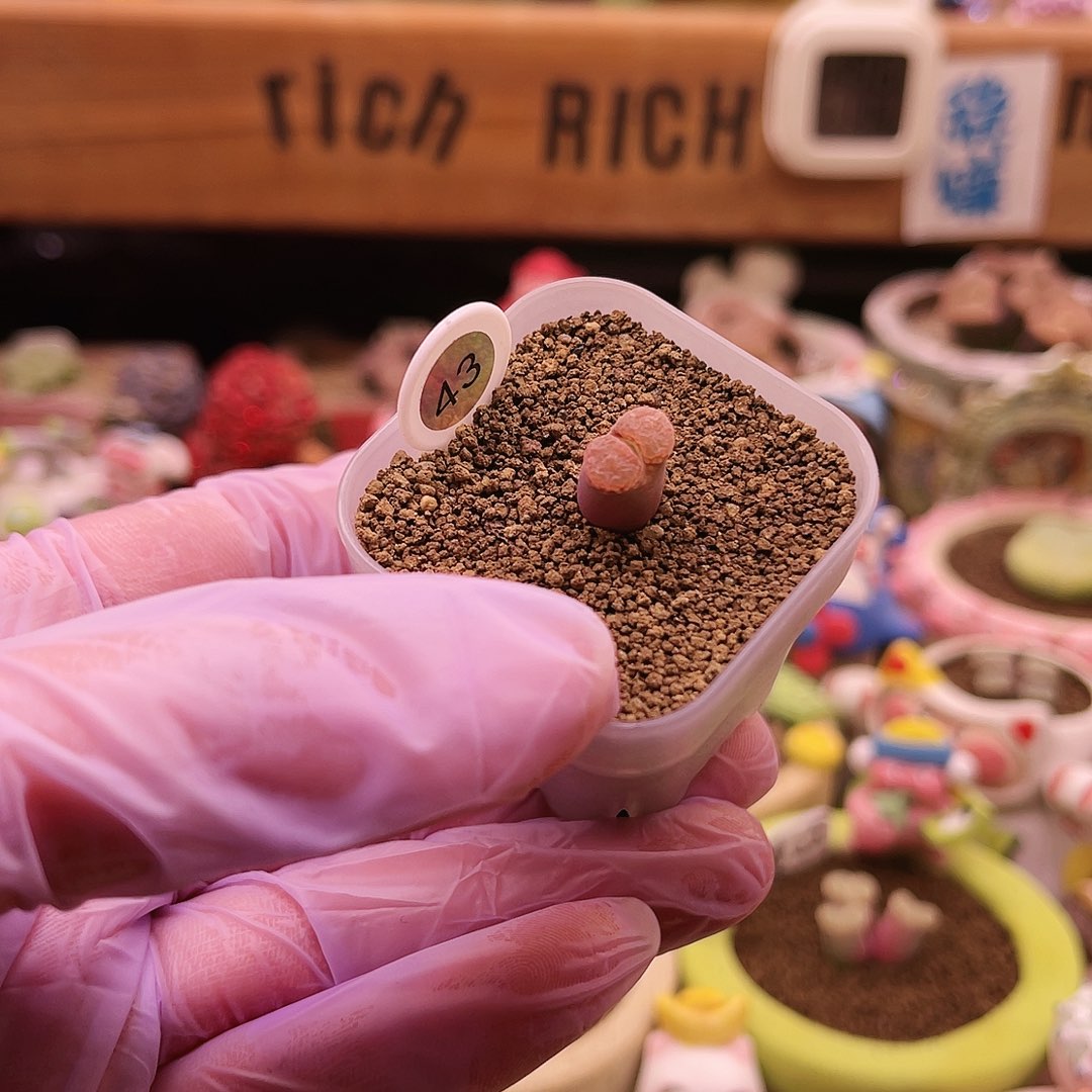 43号三年以上日本原株后代