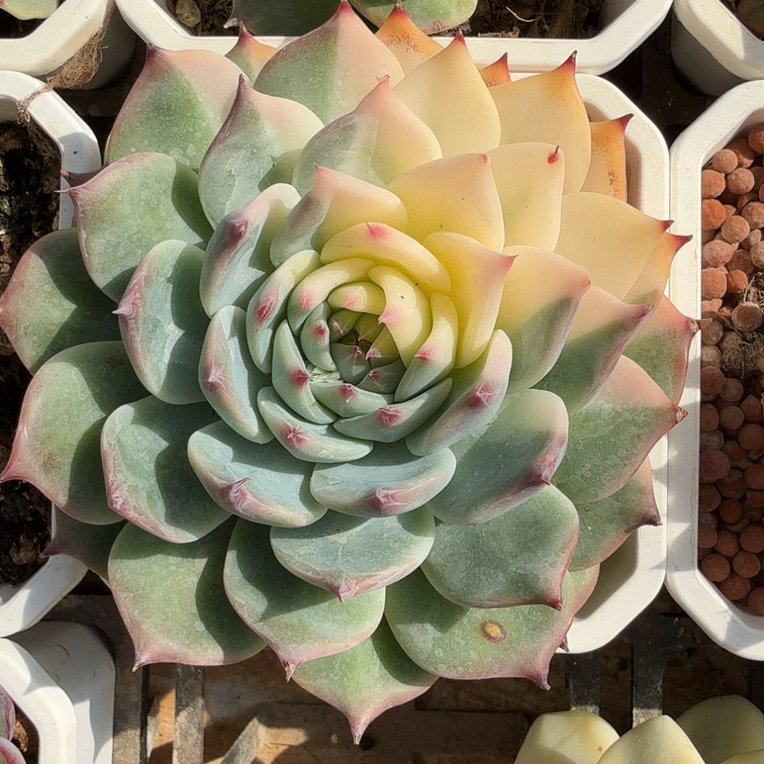 吉娃娃锦，多肉植物