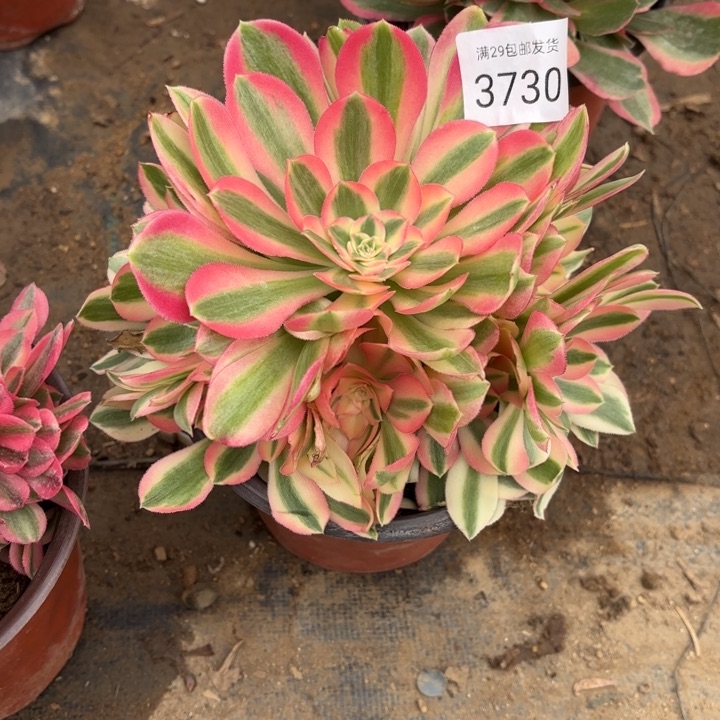 粉女巫多肉法师3730