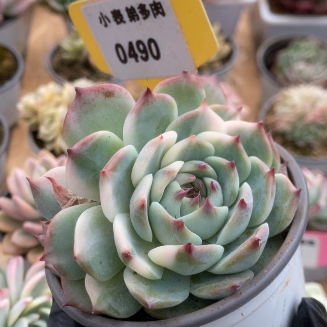 490吉娃娃锦锦锦锦锦