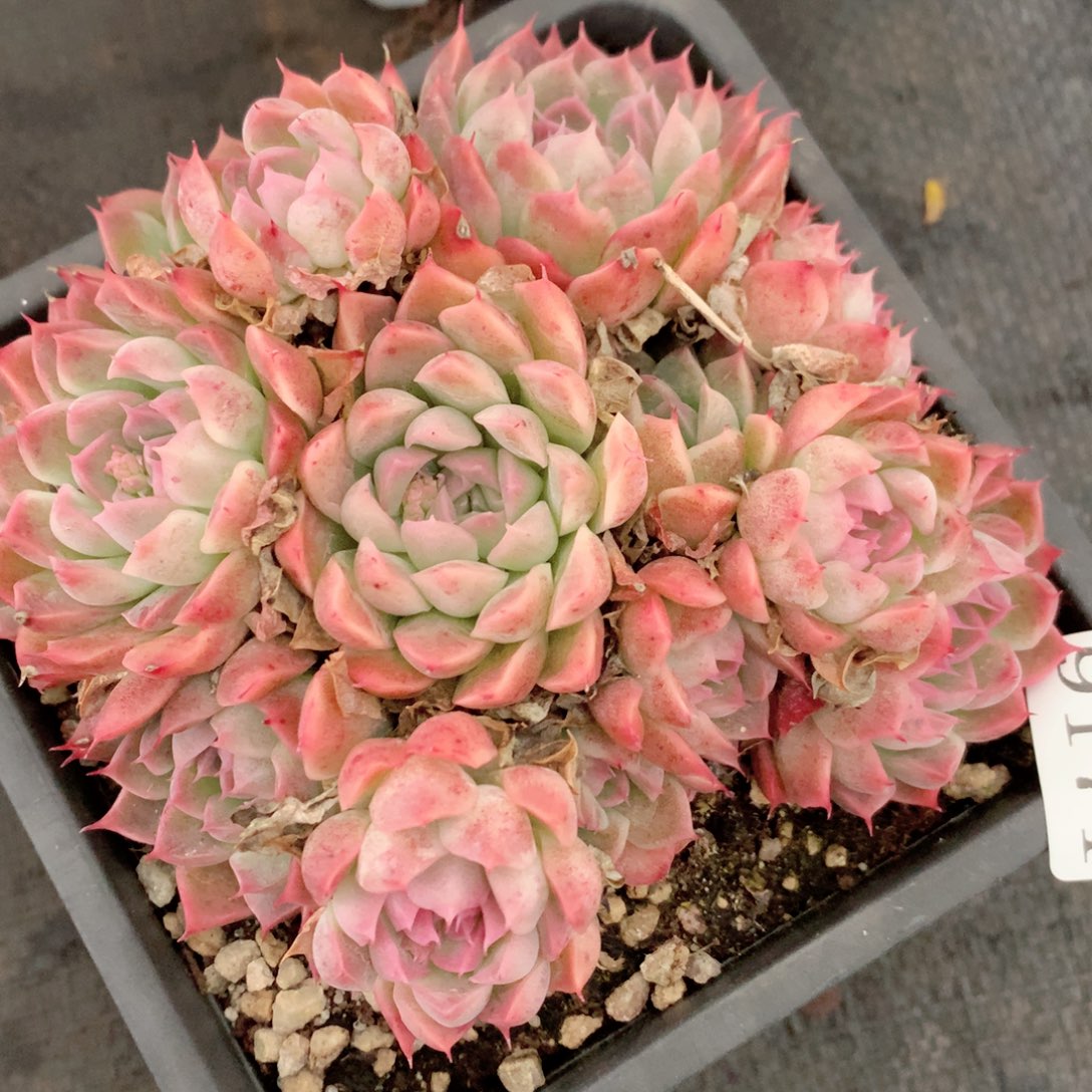 9171不包整散掉头特价处理