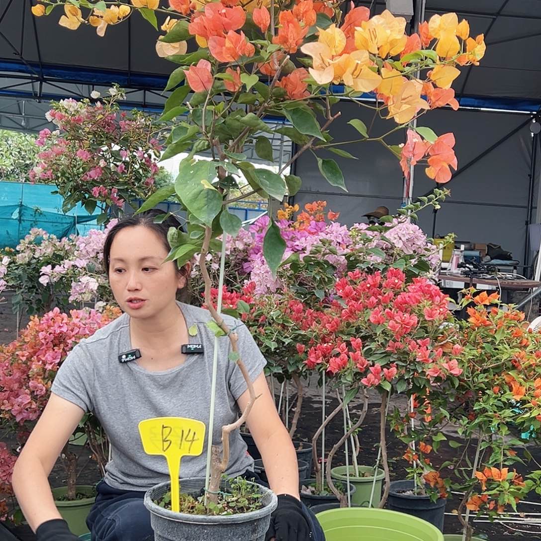 世***源大部分花苞少量开放B14阿达纳