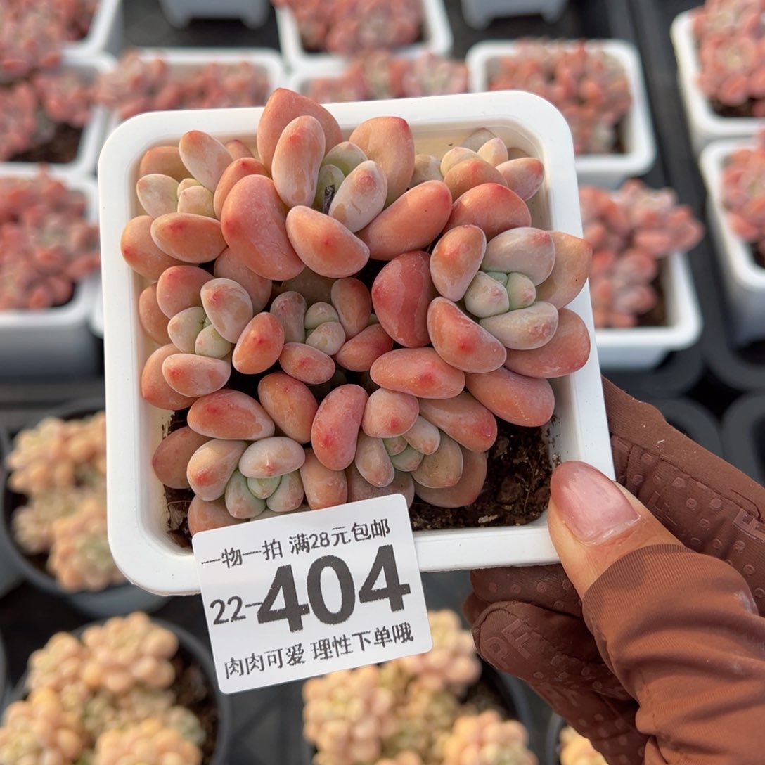 红洛神多肉多肉多肉多肉