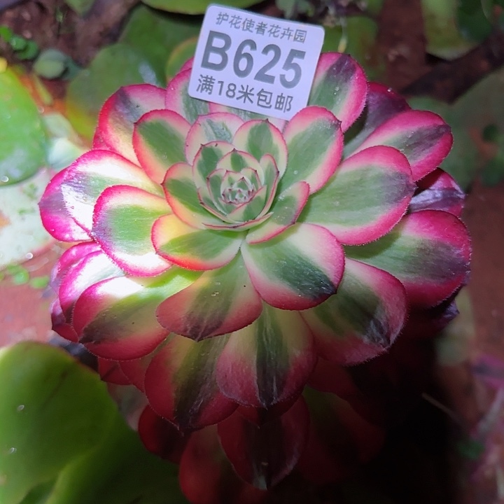 多肉法师荔枝朵朵