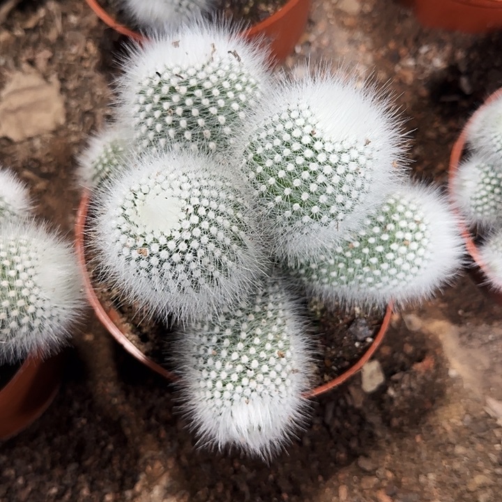 白小丁群11111111