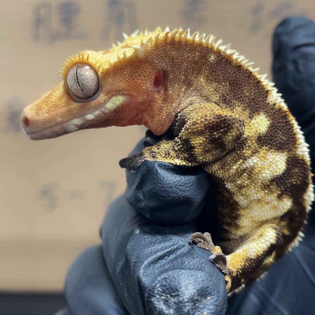 睫角守宫2025122（29）全品