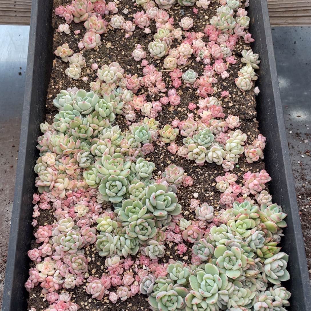 云糖心多肉植物347