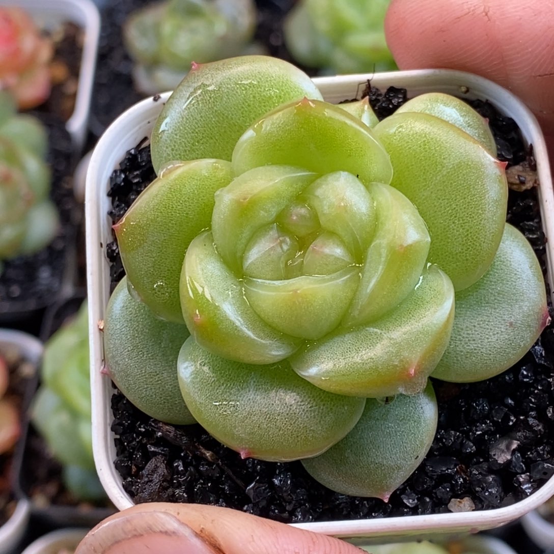 天官赐福百无禁忌