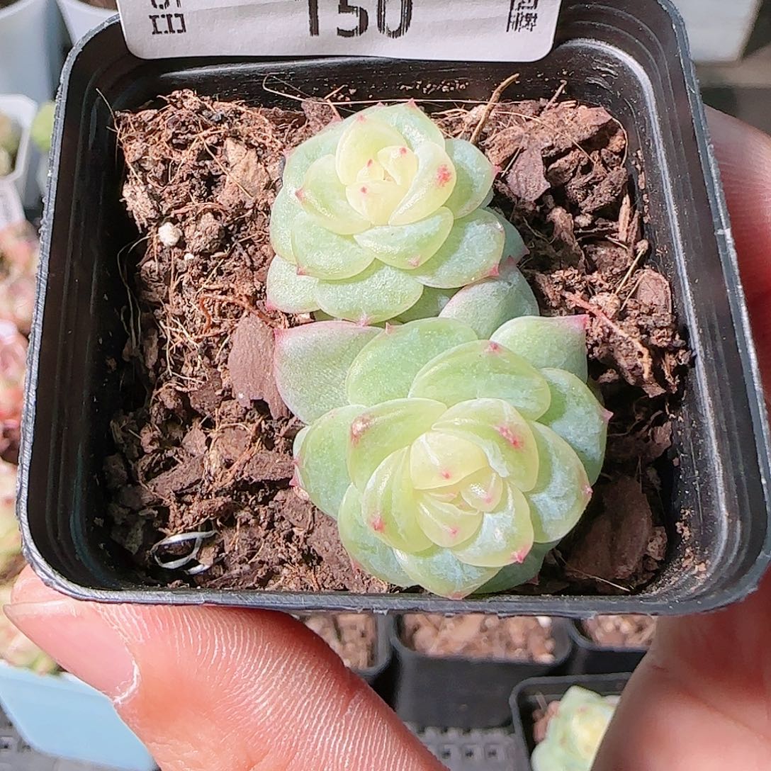 1205-150多肉群生不包整