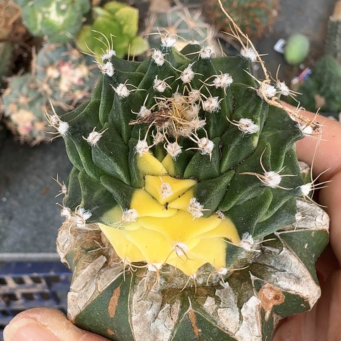 【闪购商品】无花朵苗接帝冠锦