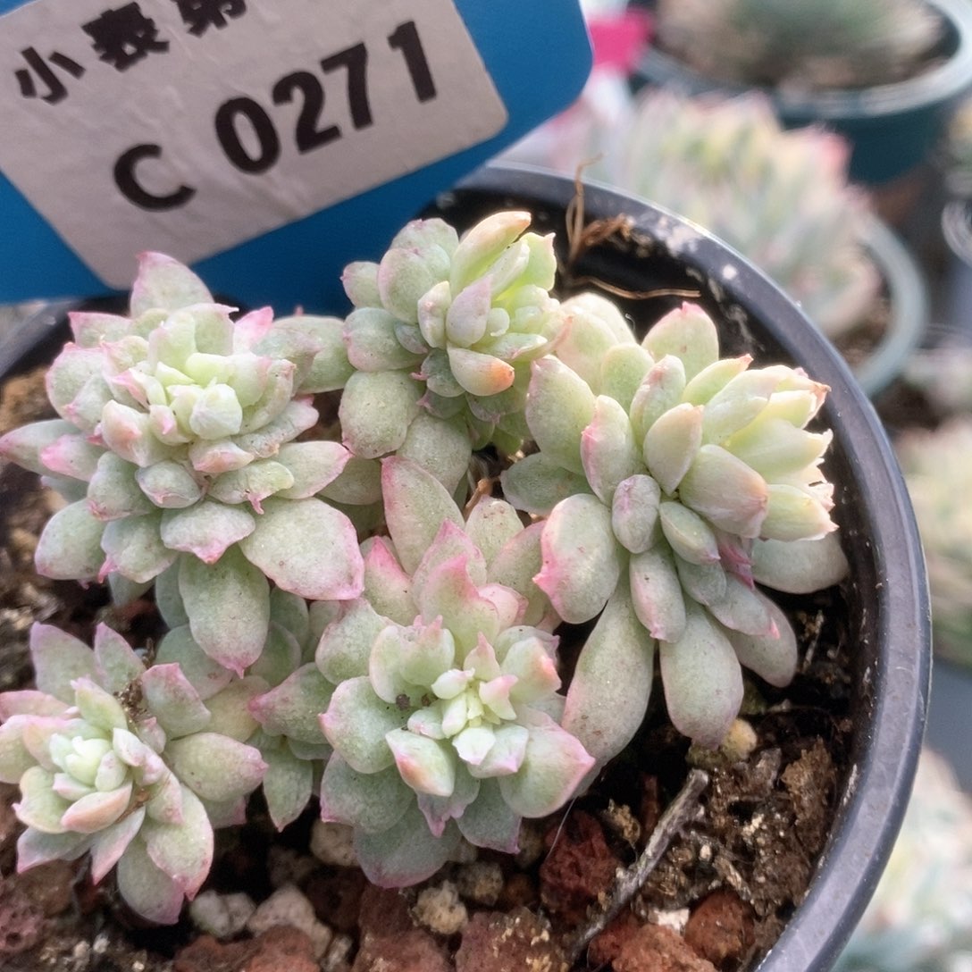 C271锦锦锦锦锦锦锦