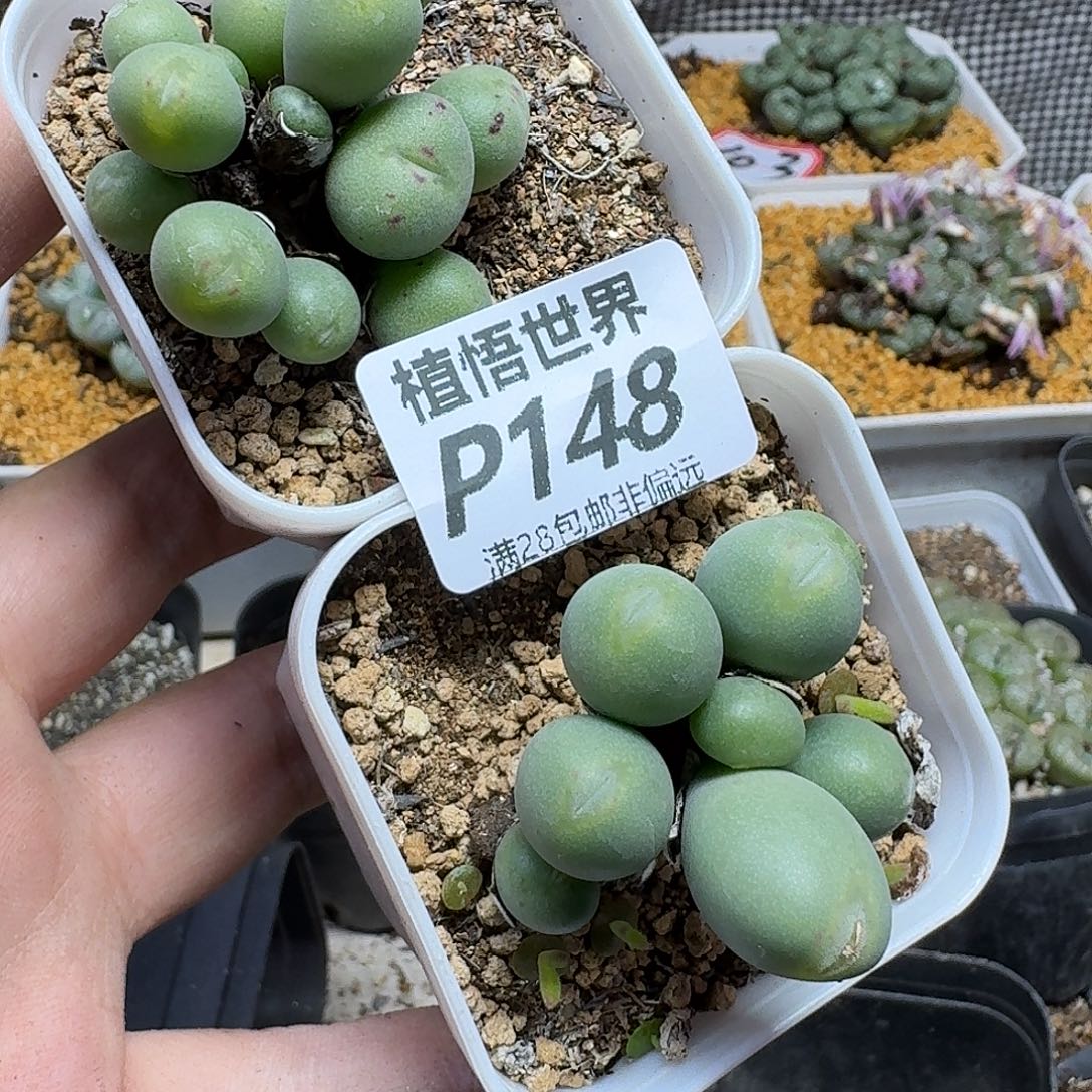 多肉植物的人生ghnj