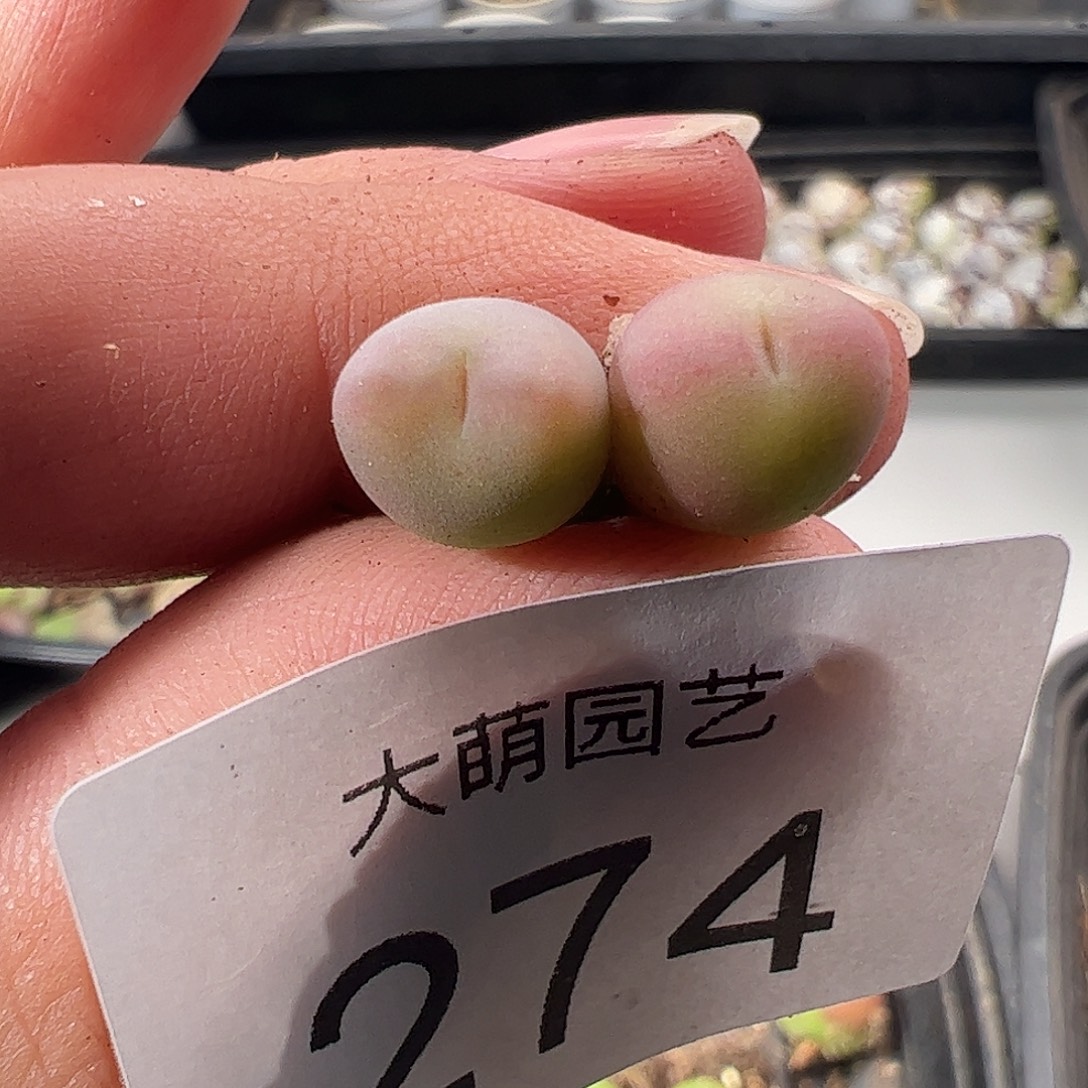 一物一拍杂交桃心274