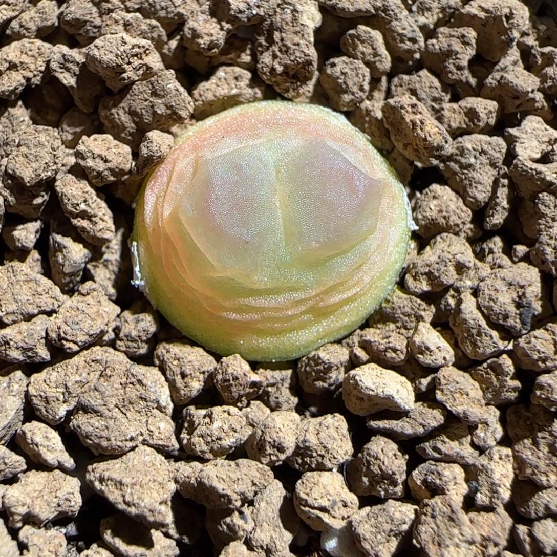 肉锥多肉植物组合-日式拉登176
