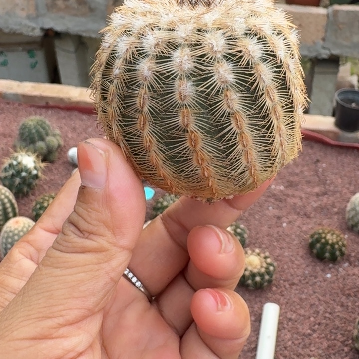 仙人球，丽光虾，有根