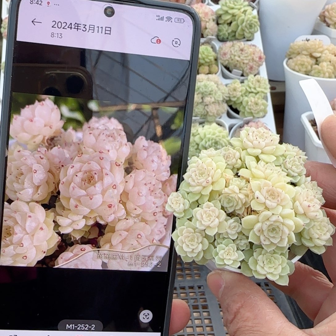 【闪购商品】0113-7（m1-252-2）