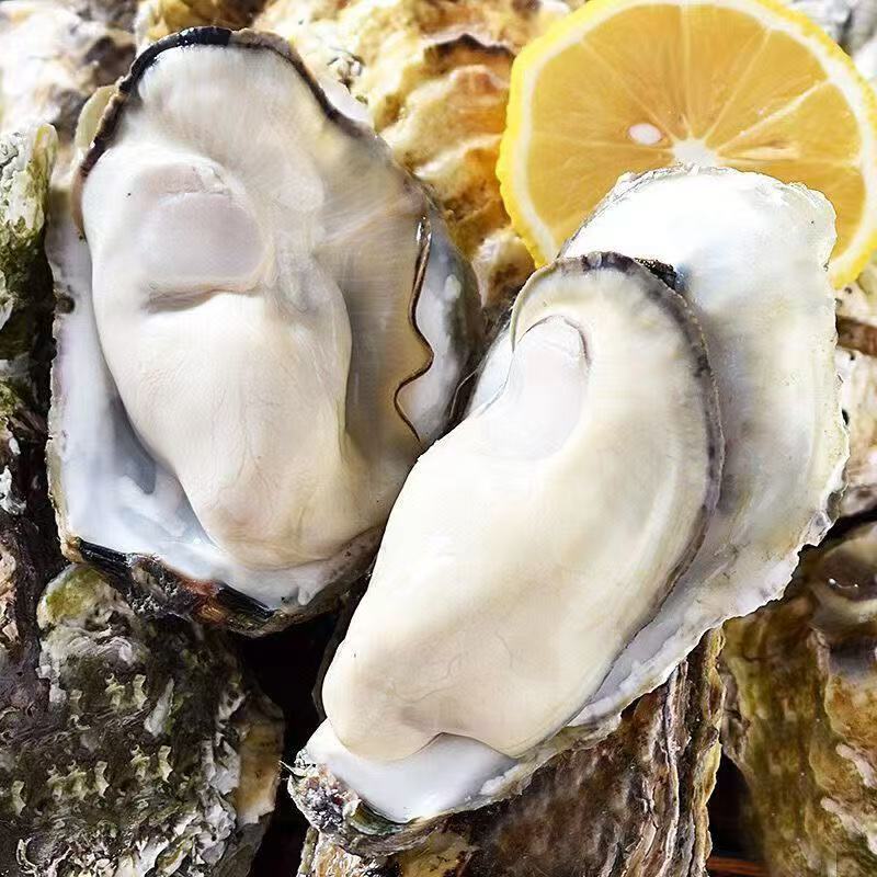【买三斤送二斤】正宗鲜活乳山生蚝，鲜活包邮到家
