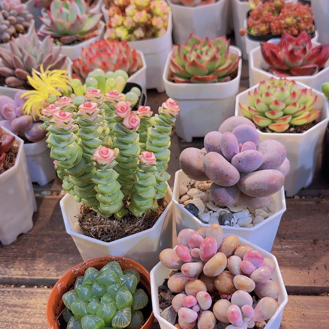 钱串锦➕姬雨露➕美人➕桃蛋