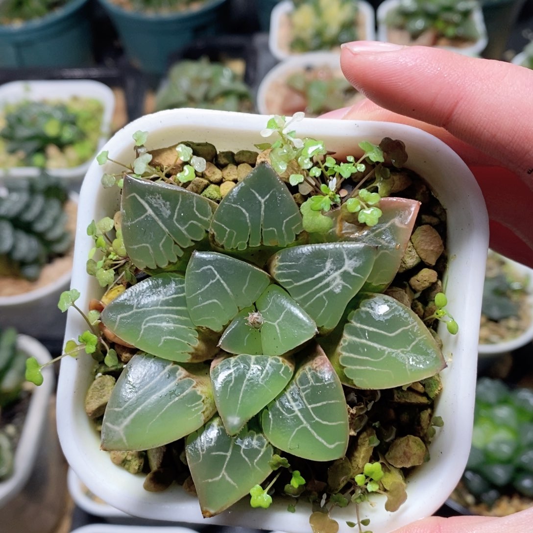 丸叶天池克玉露多肉