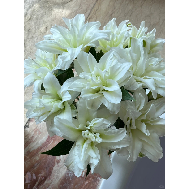 【北极星】重瓣香水百合 一单包邮 云南鲜花昆明基地现采现发