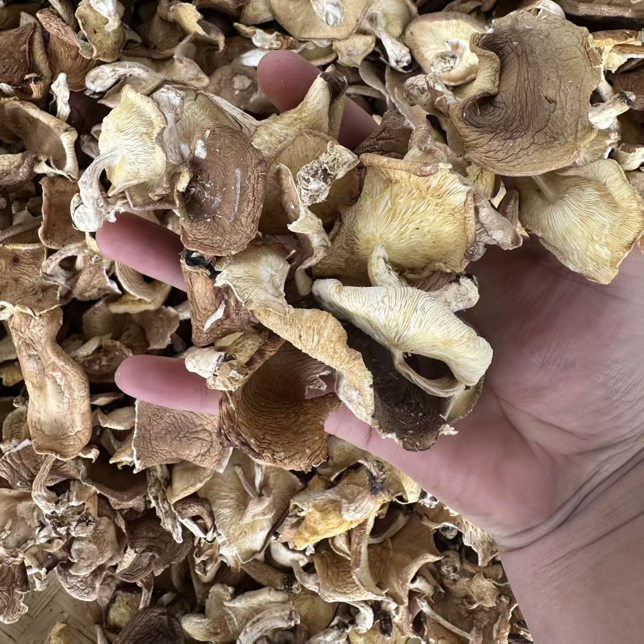 云南深山【香蕈】农家当季新鲜自然晒干野生香蕈纯野生小香菇